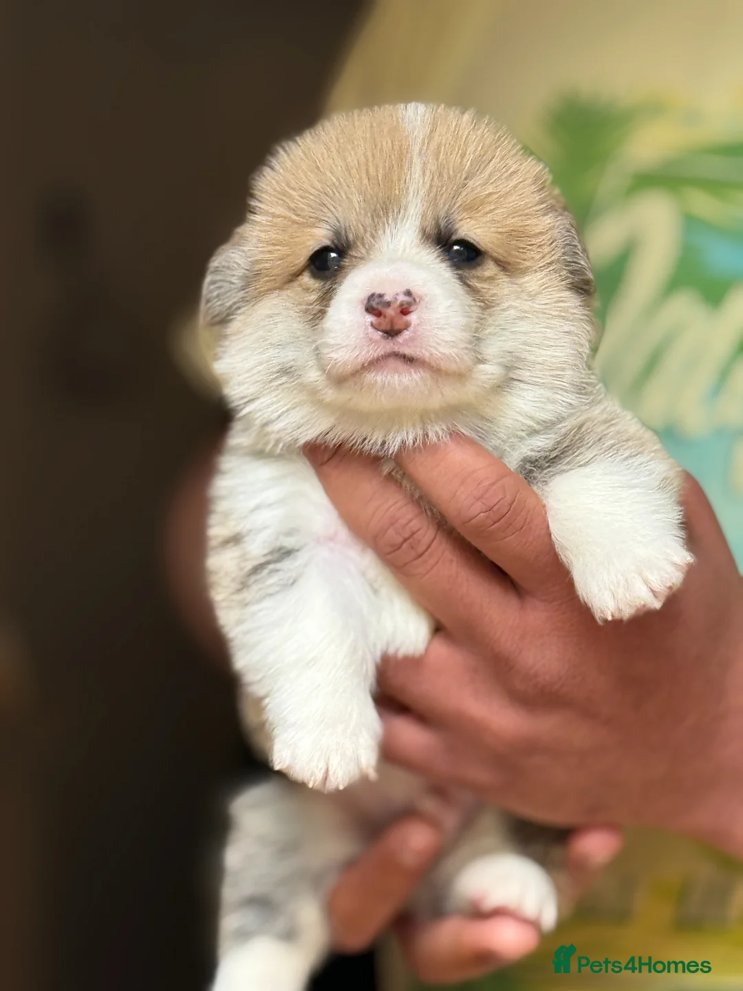 Welsh Corgi Pembroke dogs for sale: Champion Sired Corgi Pembroke puppies available  - Advert 41