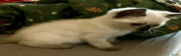 Ragdoll cats for sale: Ragdoll cross kittens.  - Advert 8