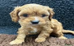 Cavapoo dogs for sale: Beautiful fully DNA tested Cavapoo's  - Image 6