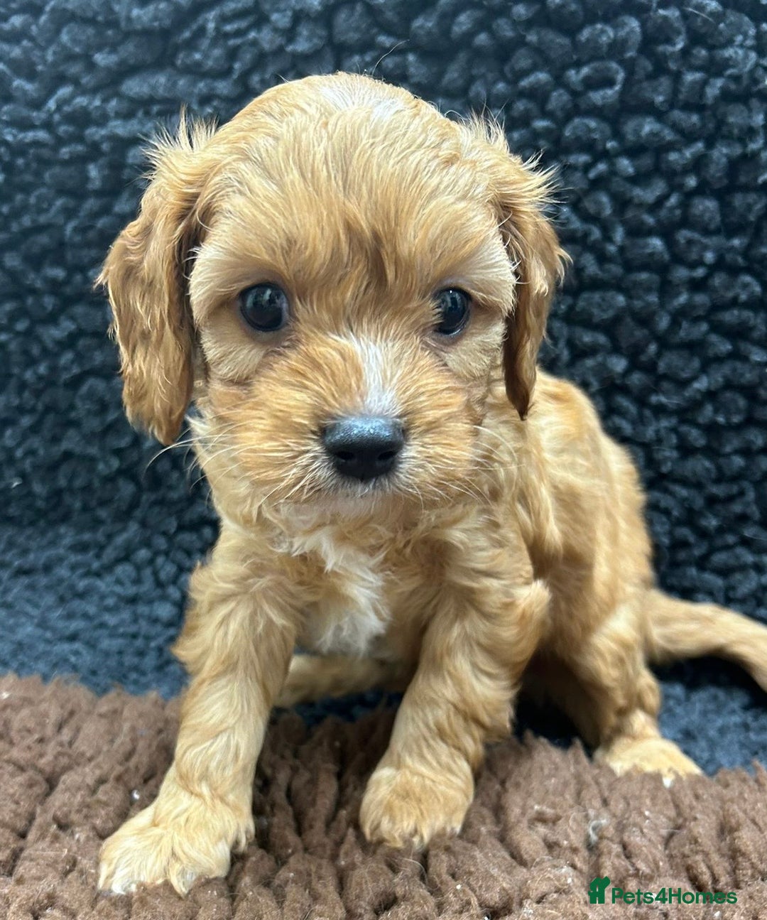 Cavapoo dogs for sale: Beautiful fully DNA tested Cavapoo's  - Image 6