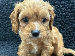 Cavapoo dogs - Advert 1