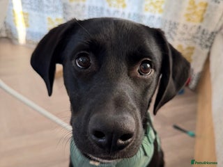 Mixed Breed dogs Marley the loveable Borador - Advert 3