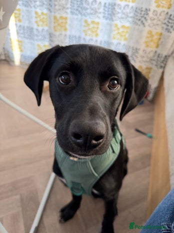 Mixed Breed dogs Marley the loveable Borador - Advert 2