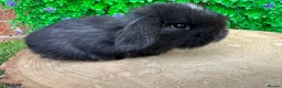 Mini Lop rabbits for sale: Stunning purebred mini lops - Advert 4