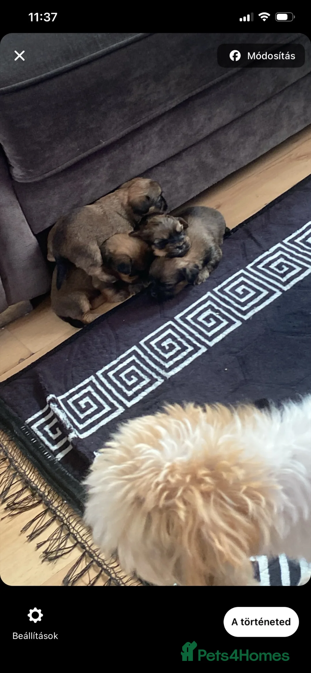 Shorkie dogs for sale: Shorkie in Nelson - Advert 5