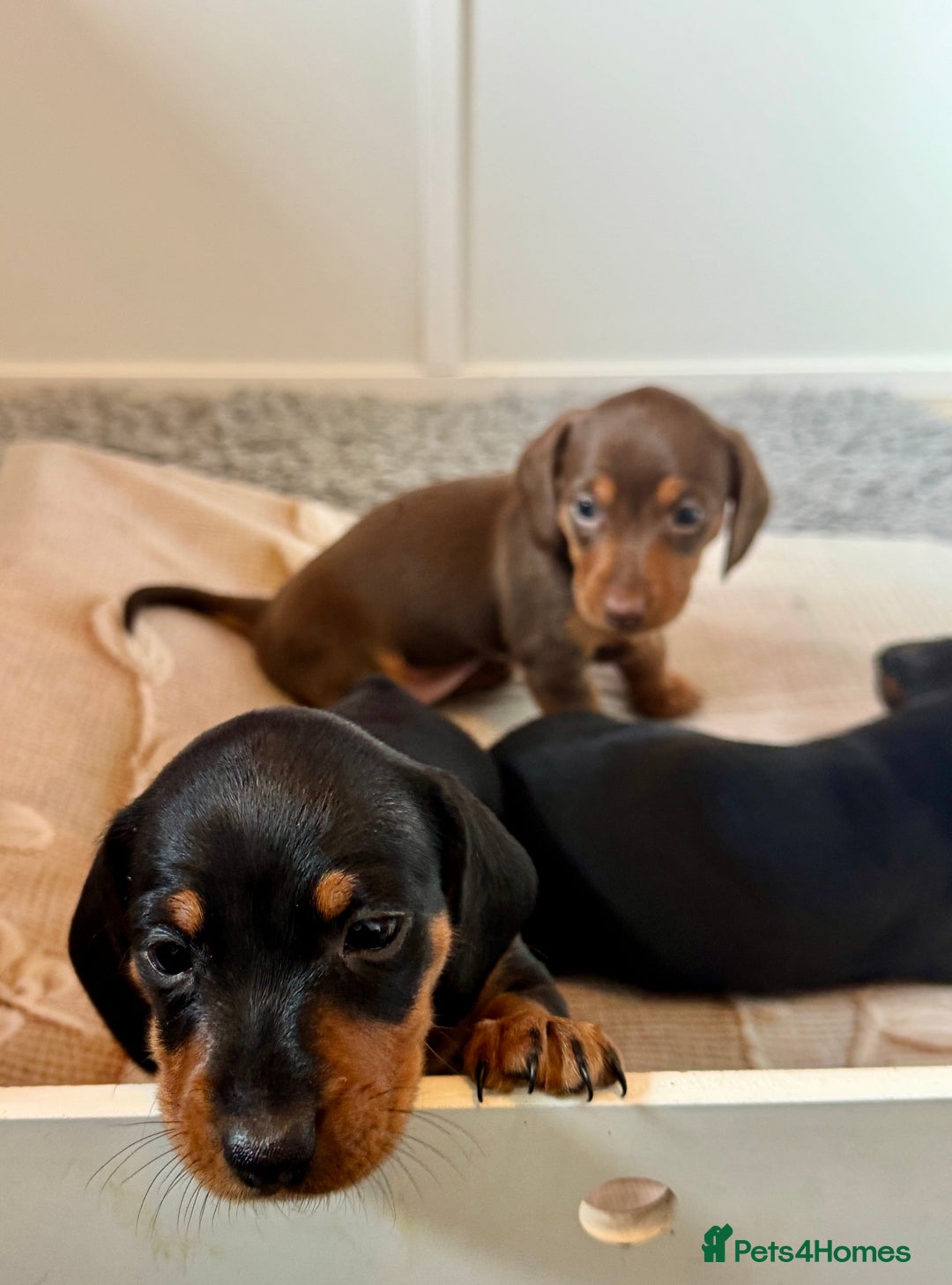 Dachshund dogs for sale: Mini dachshund puppies, PRA clear, health tested - Image 5