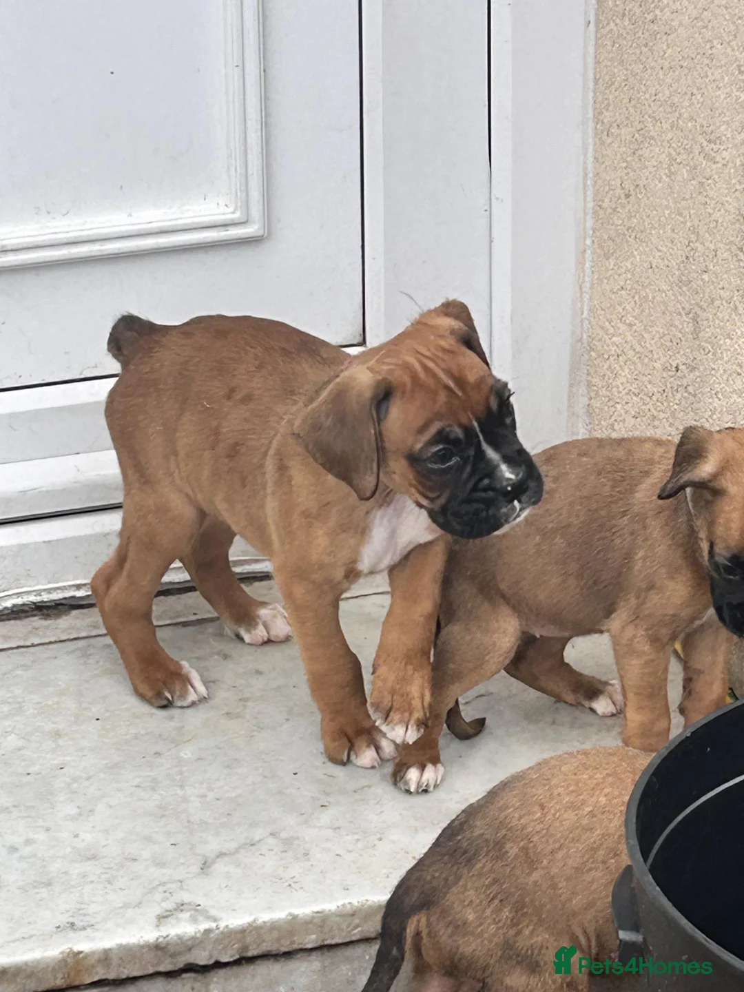 Boxer dogs for sale: Beautiful Bobtail Boxer Puppies - ready new homes in Chesterfield - Advert 1