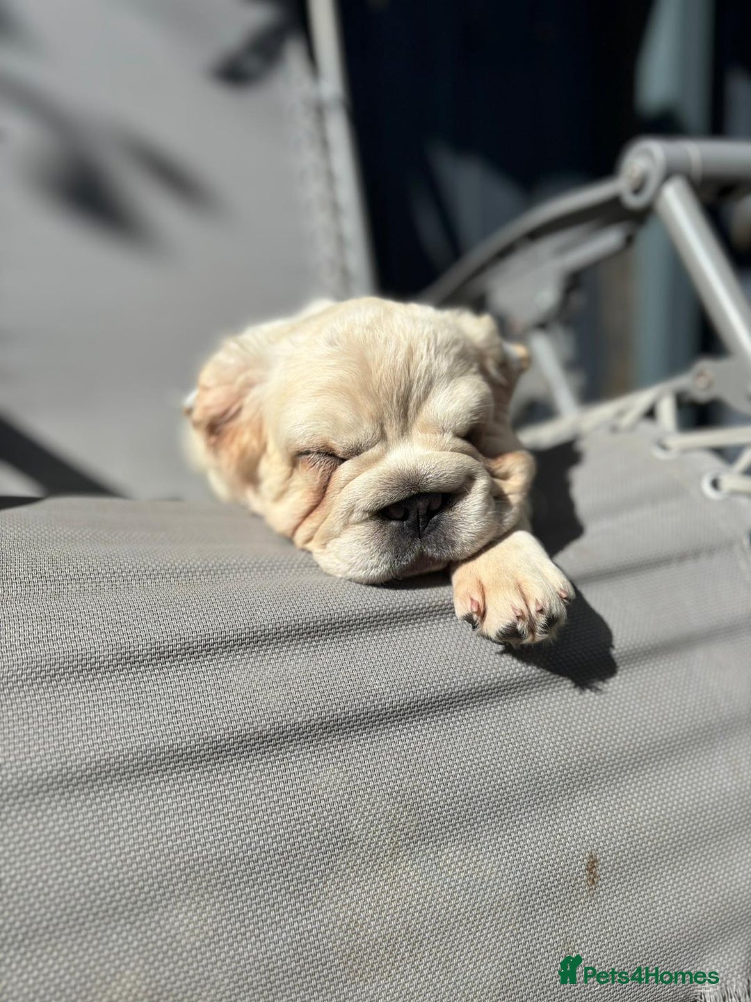 French Bulldog dogs for sale: 2 Beautiful long haired french bulldogs 1-M 1-F - Image 4