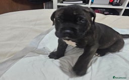 Mixed Breed dogs for sale: Pure Cane corso / pure presa canario puppies. - Image 10