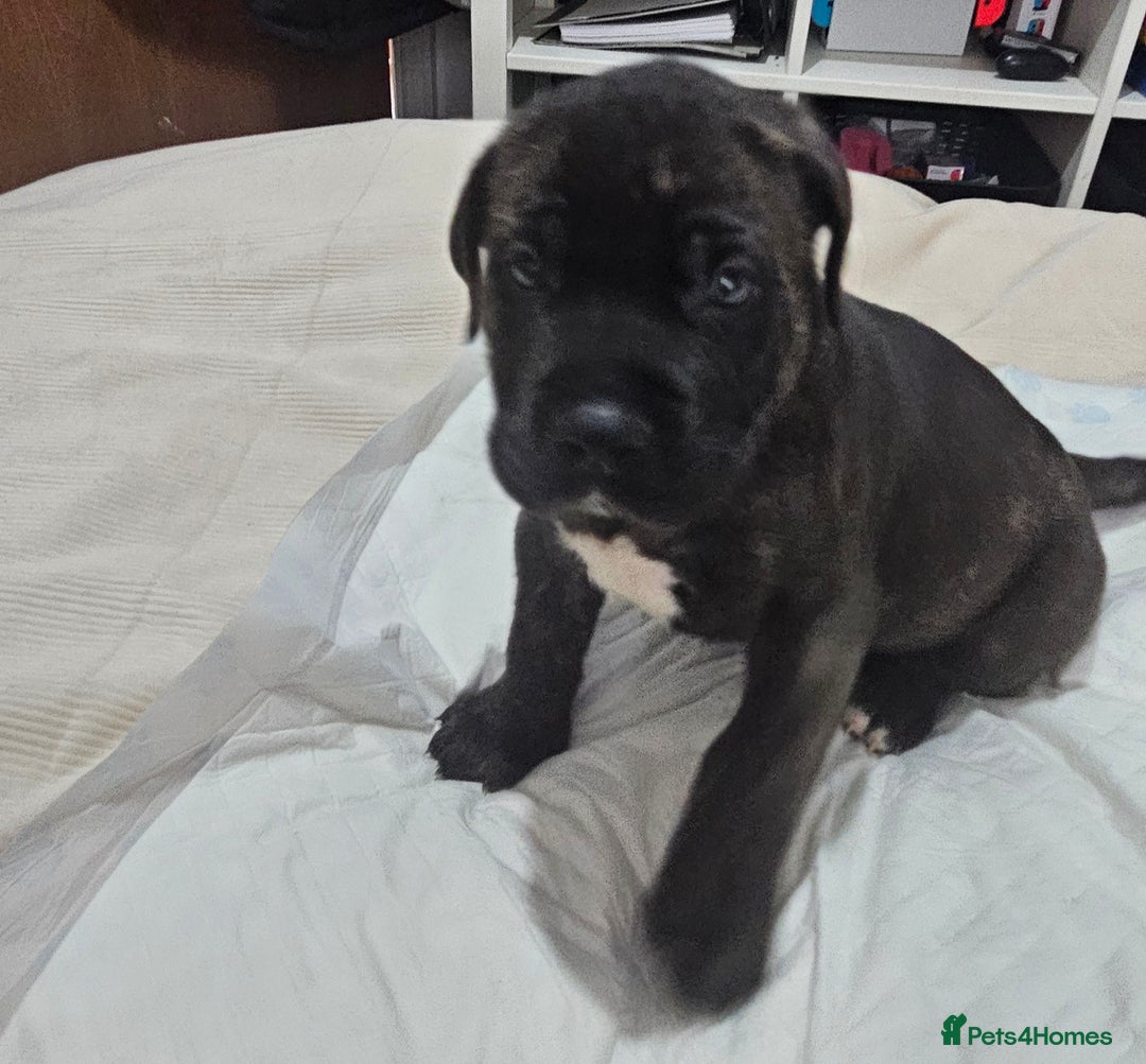Mixed Breed dogs for sale: Pure Cane corso / pure presa canario puppies. - Image 10