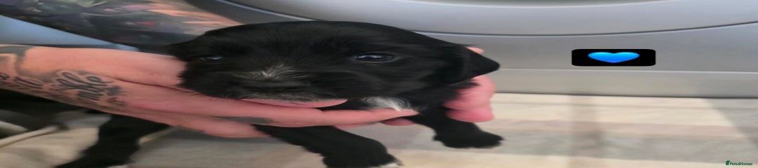 Cocker Spaniel Puppy 3
