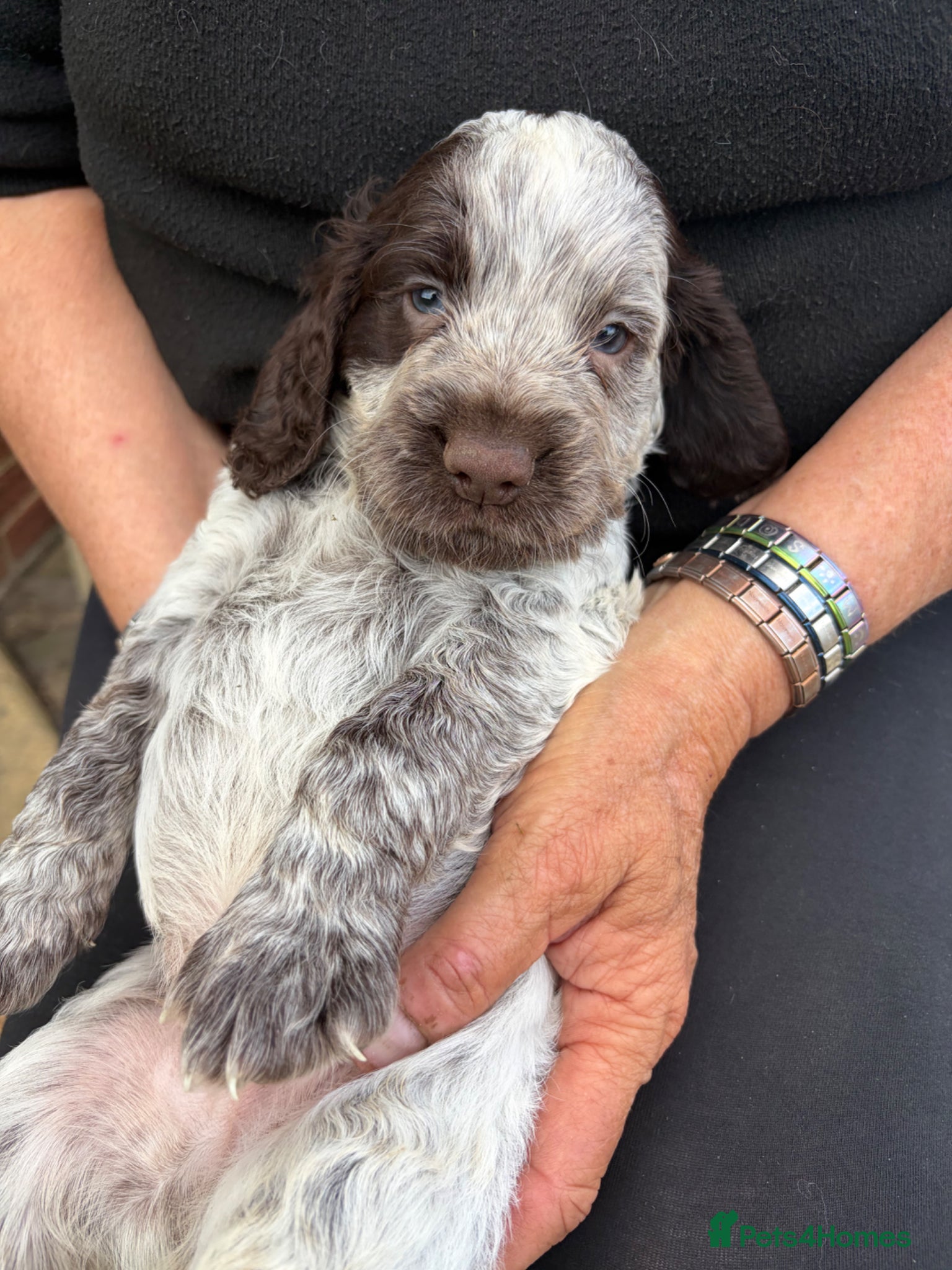 Cocker Spaniel dogs Beautiful roan cocker spaniels for sale - Advert 1