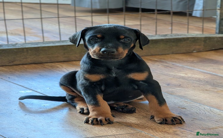 Dobermann dogs - Advert 2