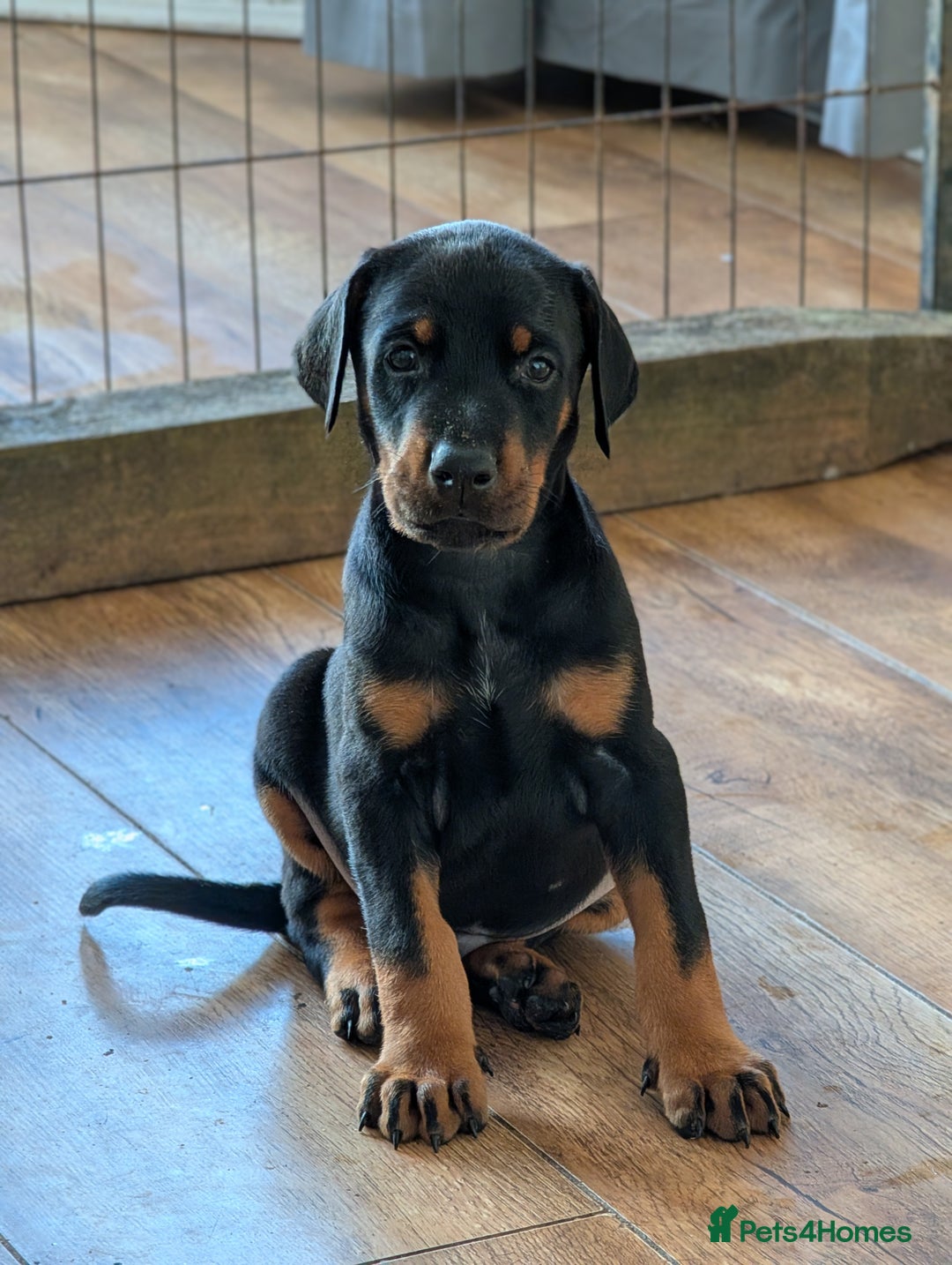 Dobermann dogs for sale: Gorgeous Doberman Pups - Image 1