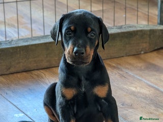 Dobermann dogs - Advert 14