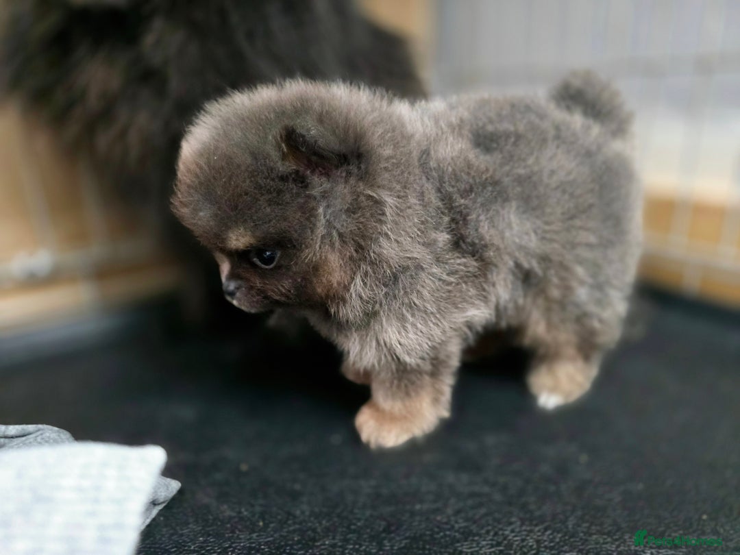 Pomeranian dogs for sale: True to type blue and chocolate boy - Image 16
