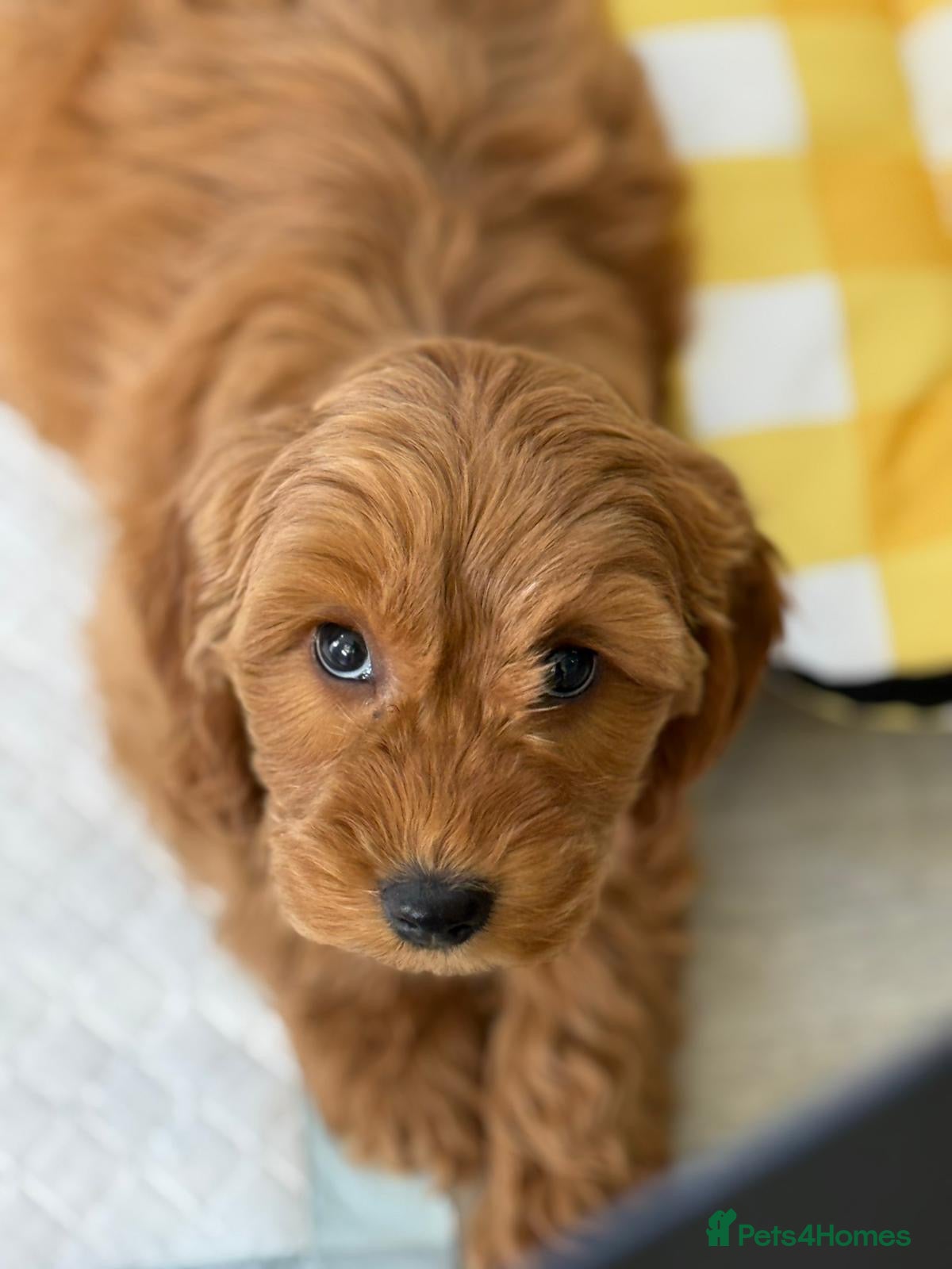 Cockapoo dogs Gorgeous F1 Cockapoo puppies  - Advert 2