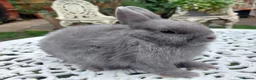 Netherland Dwarf rabbits for sale: NEATHERLAND DWARF X BABIES - Advert 3