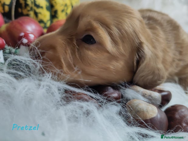 Miniature Dachshund dogs - Advert 1