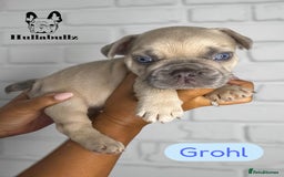 French Bulldog dogs for sale: Exquisite French Bulldog Puppies - Image 5