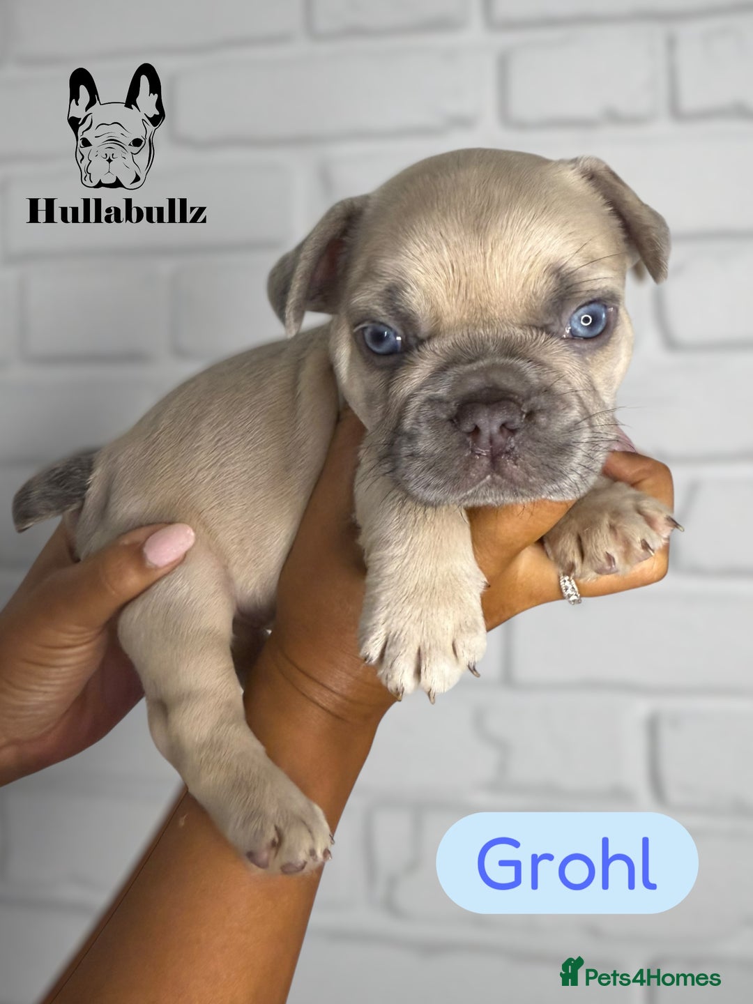 French Bulldog dogs for sale: Exquisite French Bulldog Puppies - Image 5