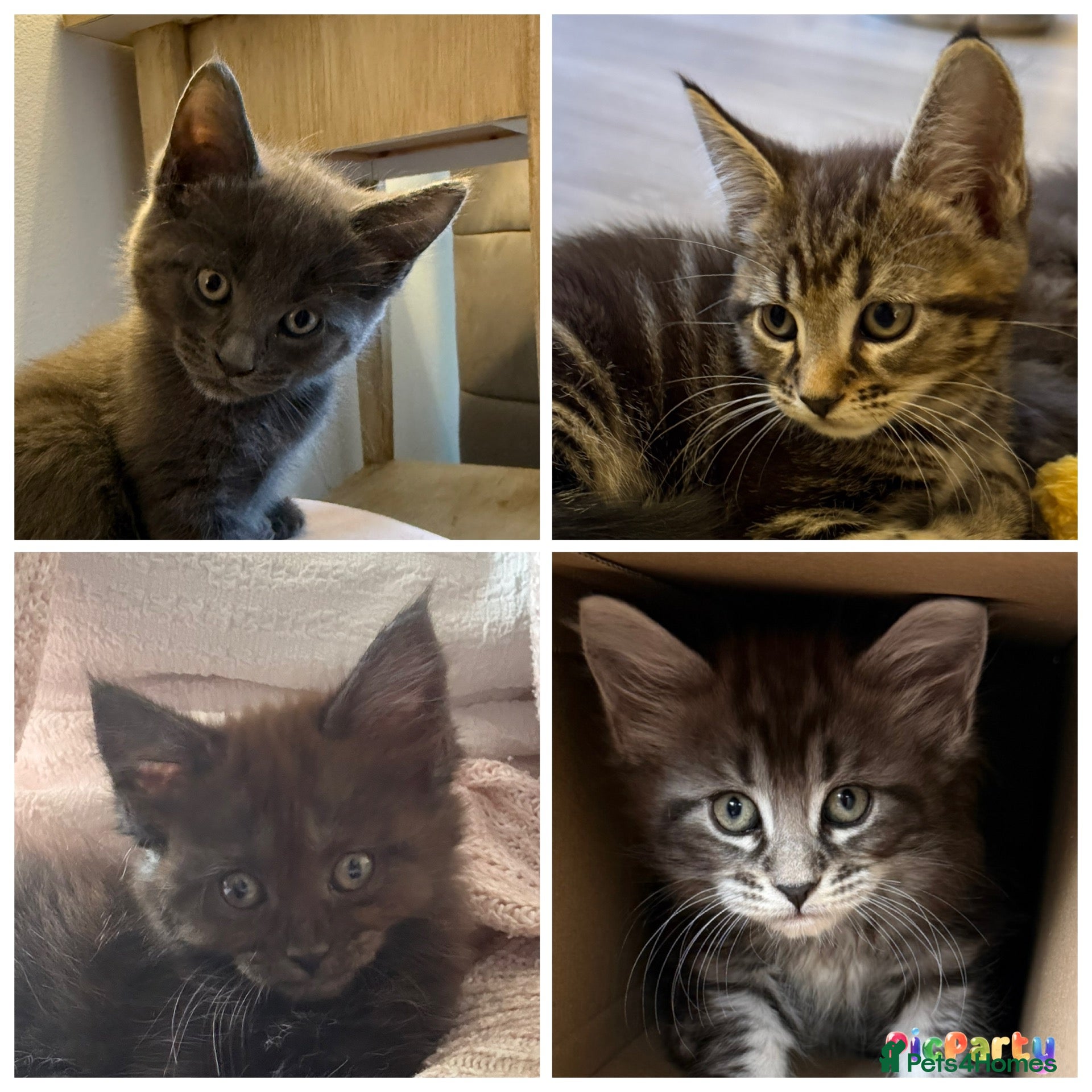 Maine Coon cats Beautiful 100% Maine Coon kittens - Advert 2