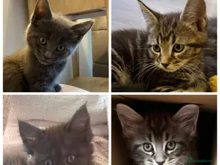 Maine Coon cats Beautiful 100% Maine Coon kittens - Advert 2
