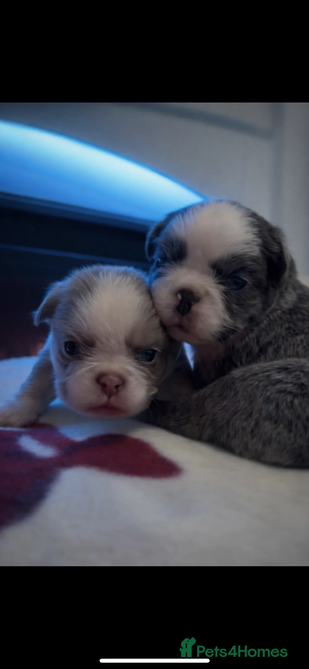 French Bulldog dogs for sale: Beautiful kc fluffy panda french bulldogs - Advert 10