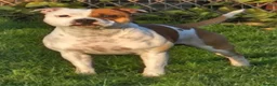 Staffordshire Bull Terrier dogs for stud: KC Registered Red Pied Stud  - Advert 7