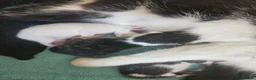 Mixed Breed cats for sale: 4 beautiful female kittens  - Advert 6
