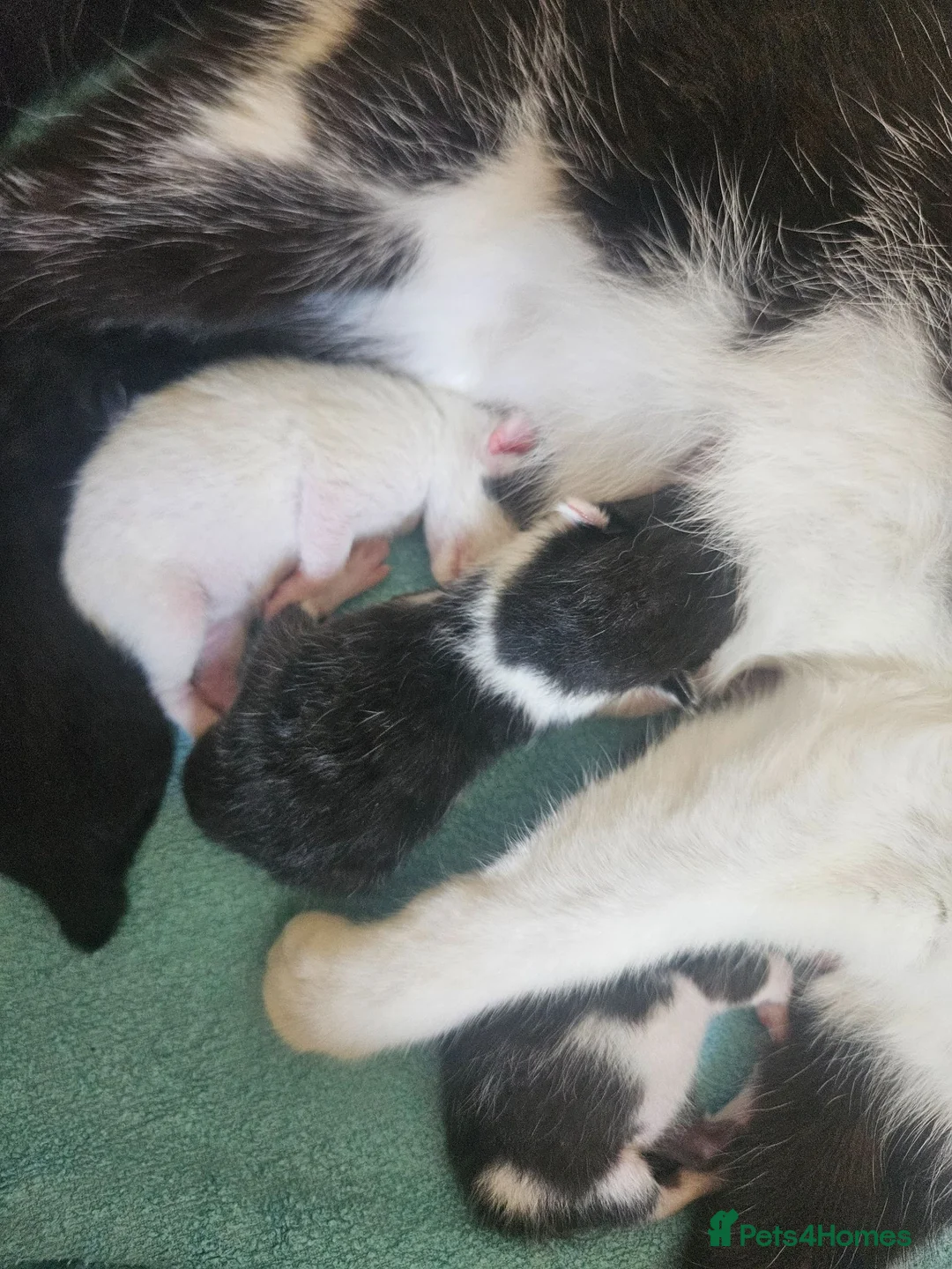 Mixed Breed cats for sale: 4 beautiful female kittens  - Advert 6
