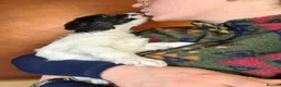 Labradoodle dogs for sale: Beautiful Miniature Labradoodle Puppies for Sale - Advert 15