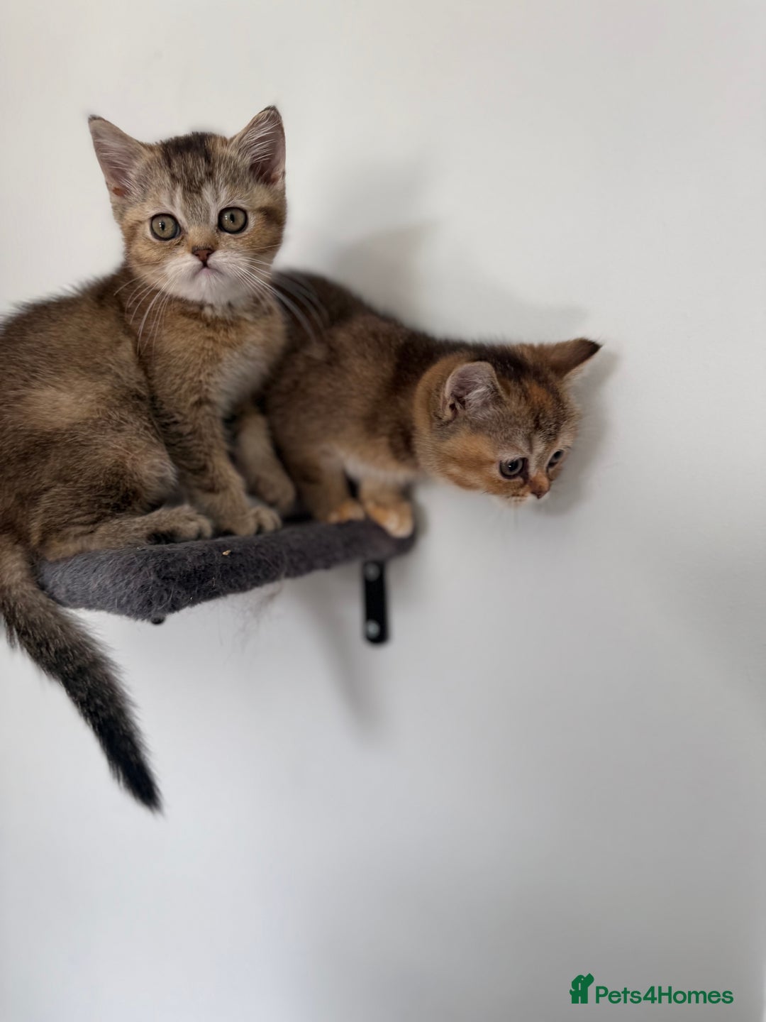British Shorthair cats for sale: BSH champion lines - Image 10