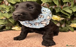 Cocker Spaniel dogs for sale: Last beautiful boy ! import line show cockers - Image 26