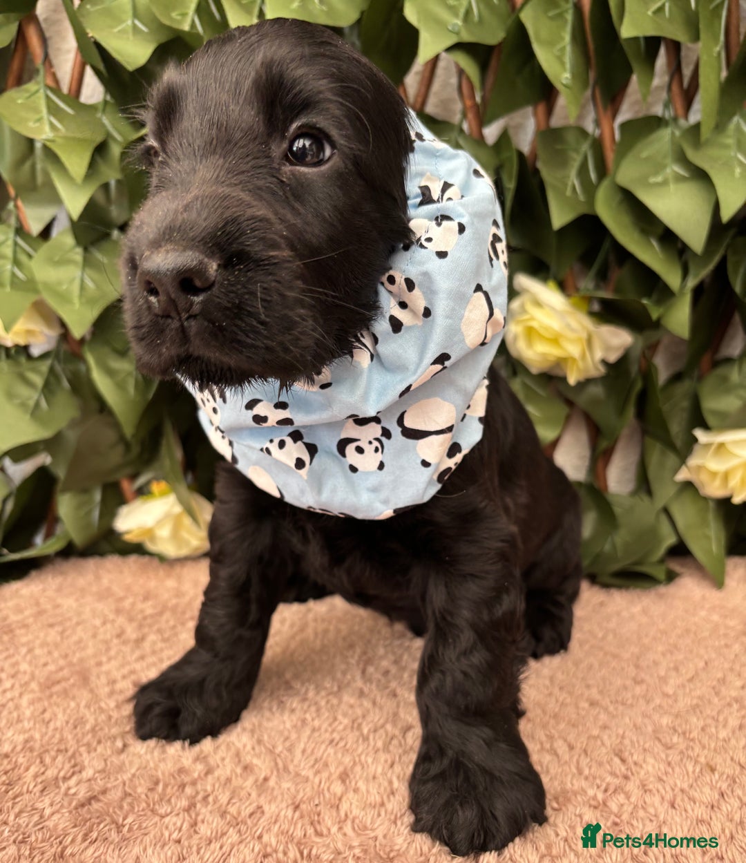 Cocker Spaniel dogs for sale: Last beautiful boy ! import line show cockers - Image 26