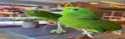 Parrots birds for sale: Gorgeous Baby Panama Amazon Parrots For Sale  - Advert 1