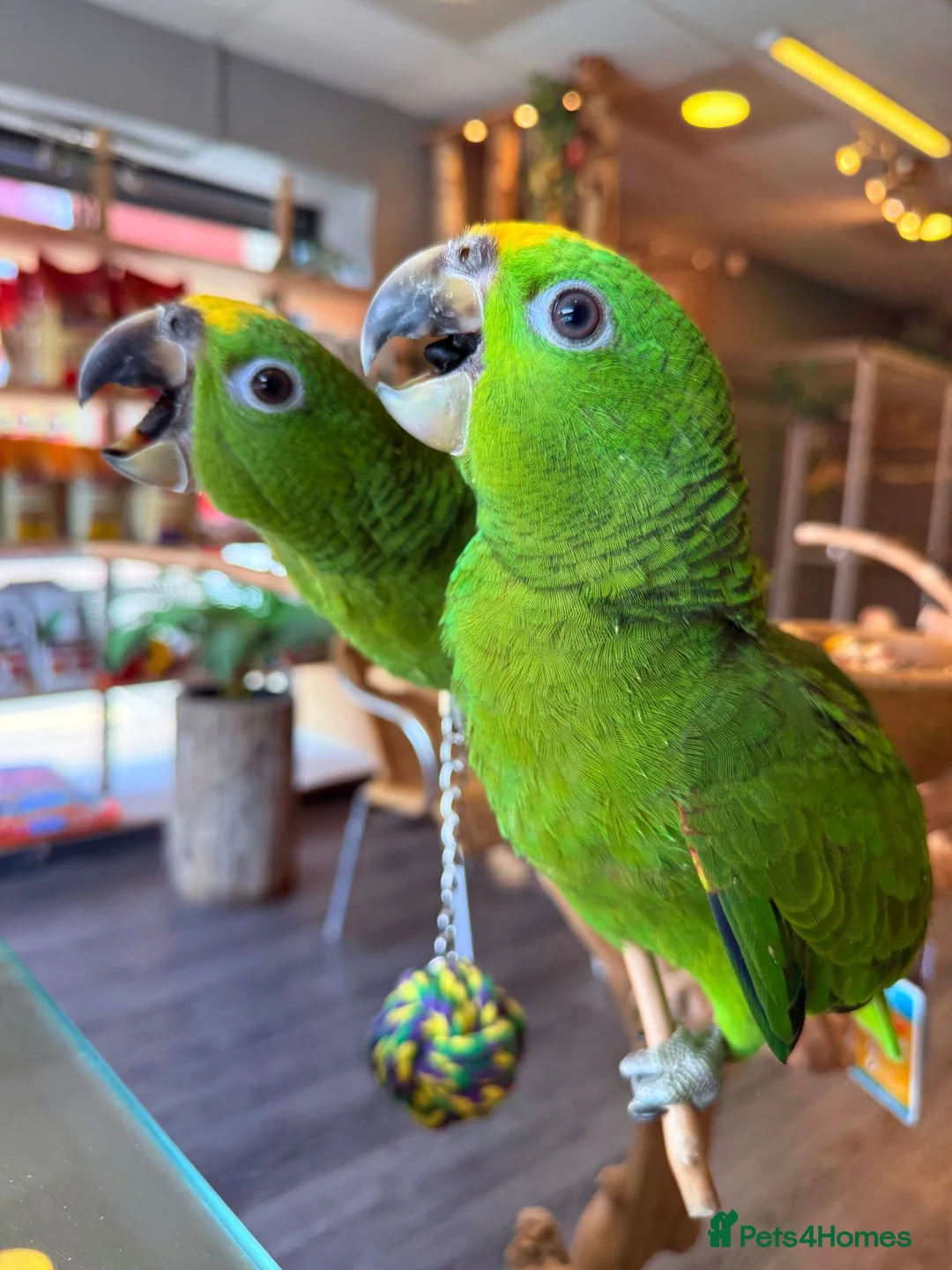 Parrots birds for sale: Gorgeous Baby Panama Amazon Parrots For Sale  - Advert 1