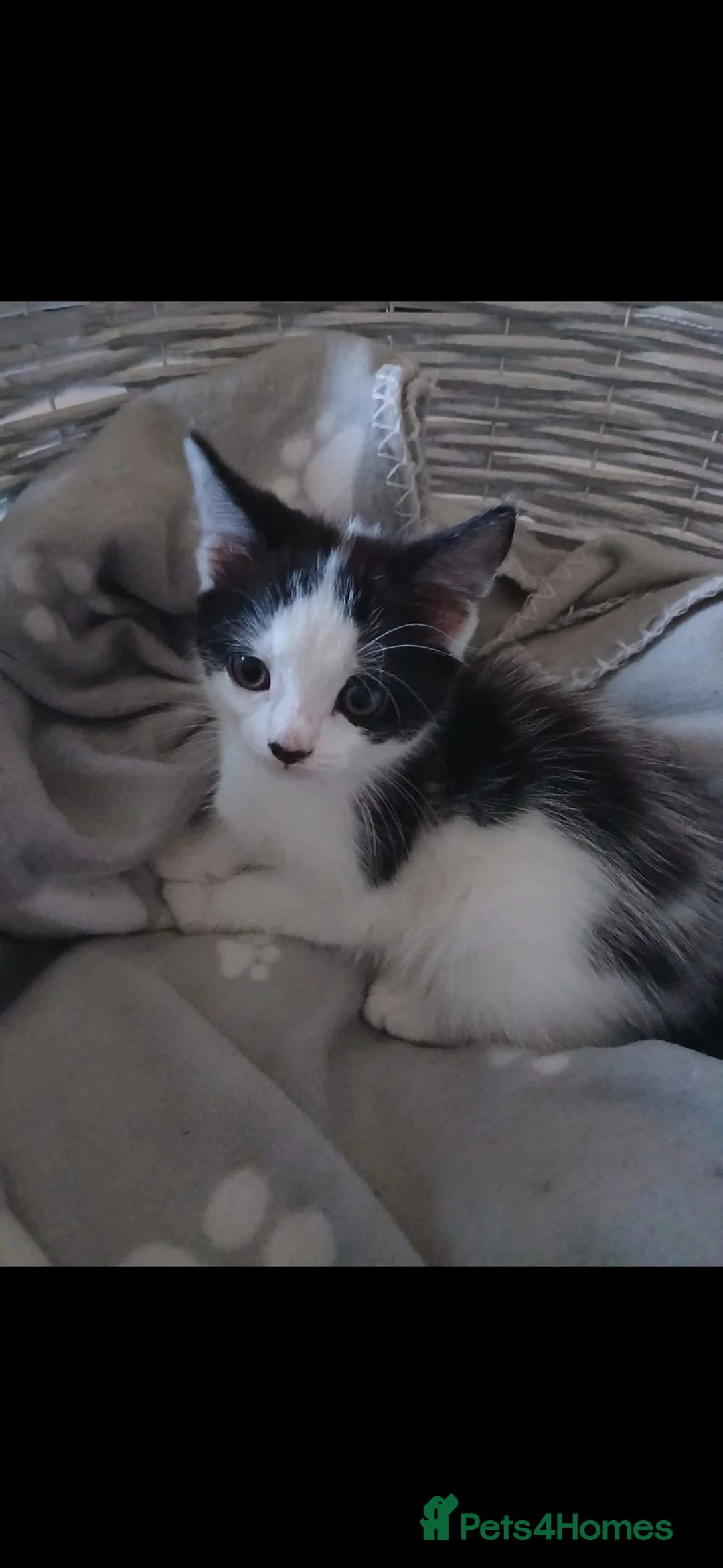 Mixed Breed cats for sale: Kittens  - Advert 2