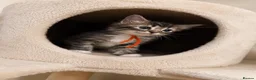 Ragcoon cats for sale: Ragcoon kittens 🐾  - Advert 9