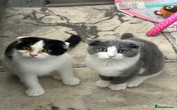 Scottish Fold cats for sale: Kittens  - Image 11