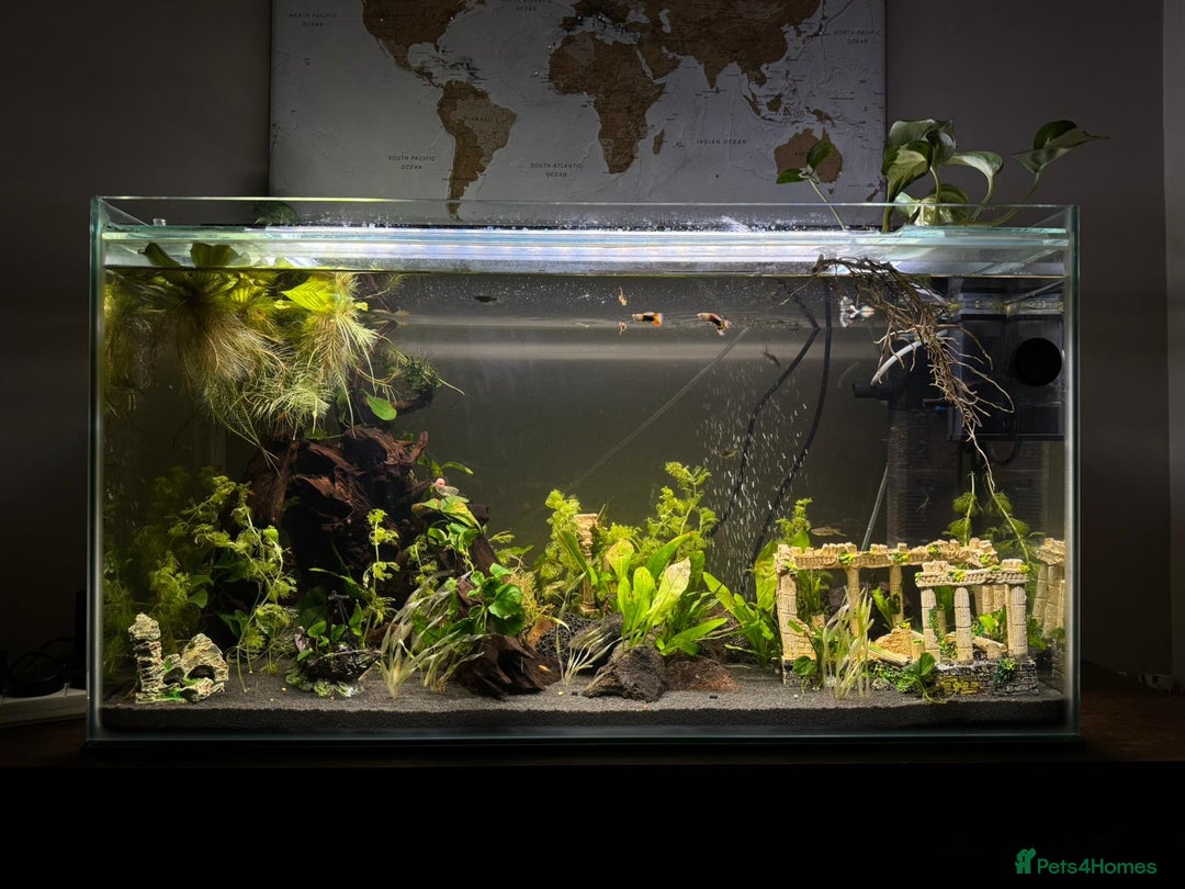 Snails fish for sale: Pink Pearl Ramshorn Snails - Image 1