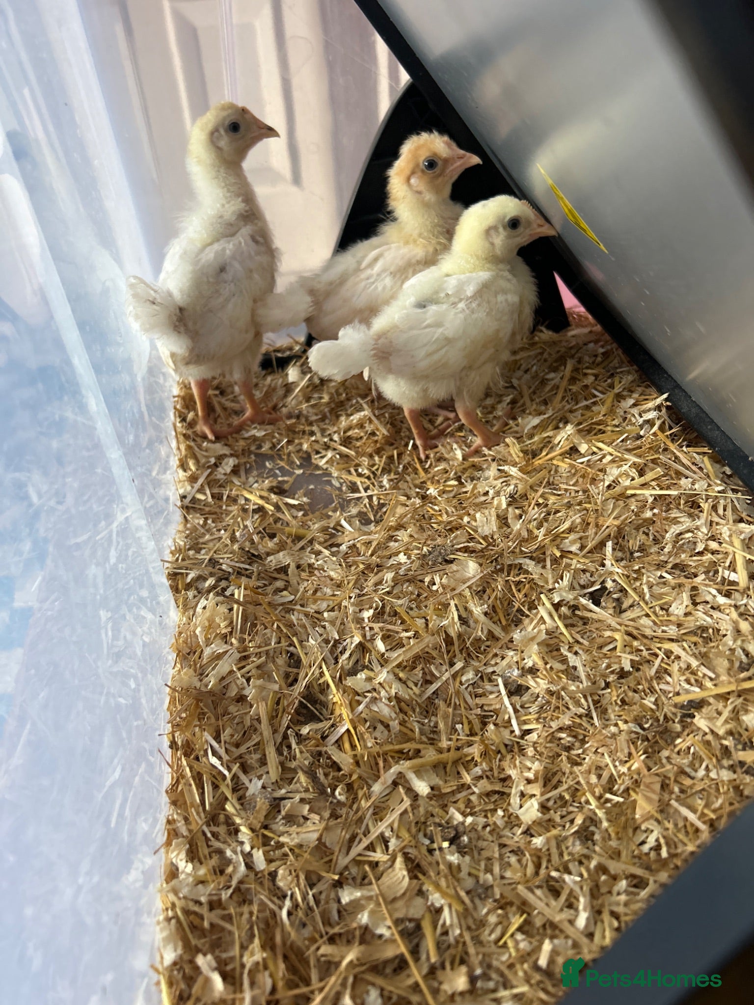 Ducks poultry for sale: Baby chicks  - Advert 2