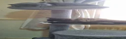 British Shorthair cats for sale: British Short Hair Kitten - Advert 13