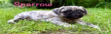Pug 2