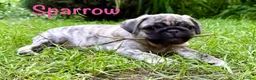 Pug dogs for sale: Adorable one of a kind. loving KCreg PUG puppies  - Advert 26