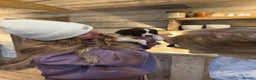 English Springer Spaniel dogs for sale: Liver and white springer spaniel puppies  - Advert 9