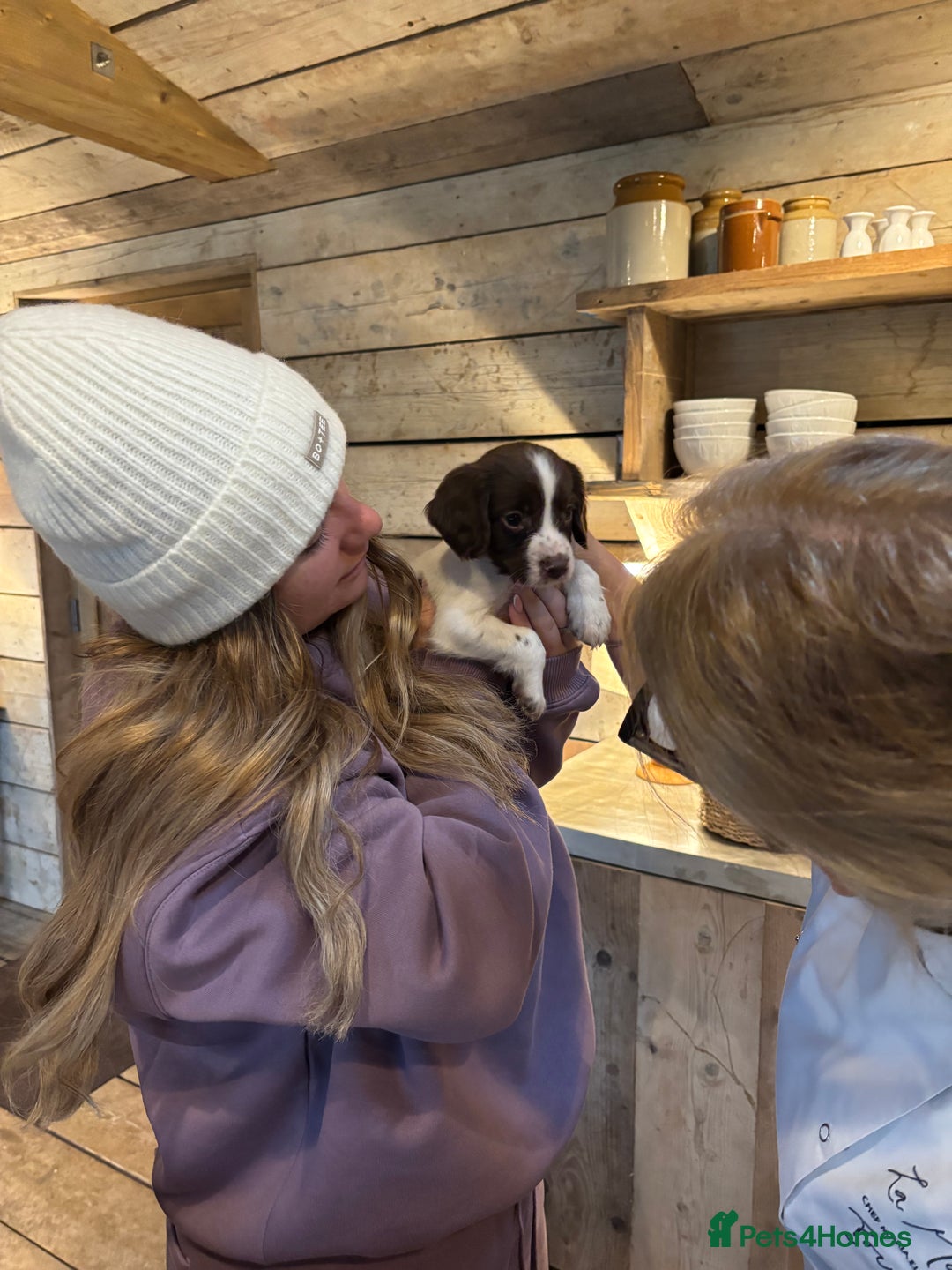 English Springer Spaniel dogs for sale: Liver and white springer spaniel puppies  - Advert 9