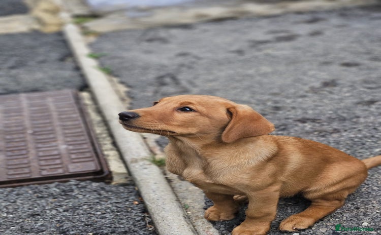 Labrador Retriever dogs - Advert 1