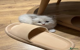Ragdoll cats for sale: Adorable Ragdoll Kittens Ready for New Homes 🫧 - Image 6