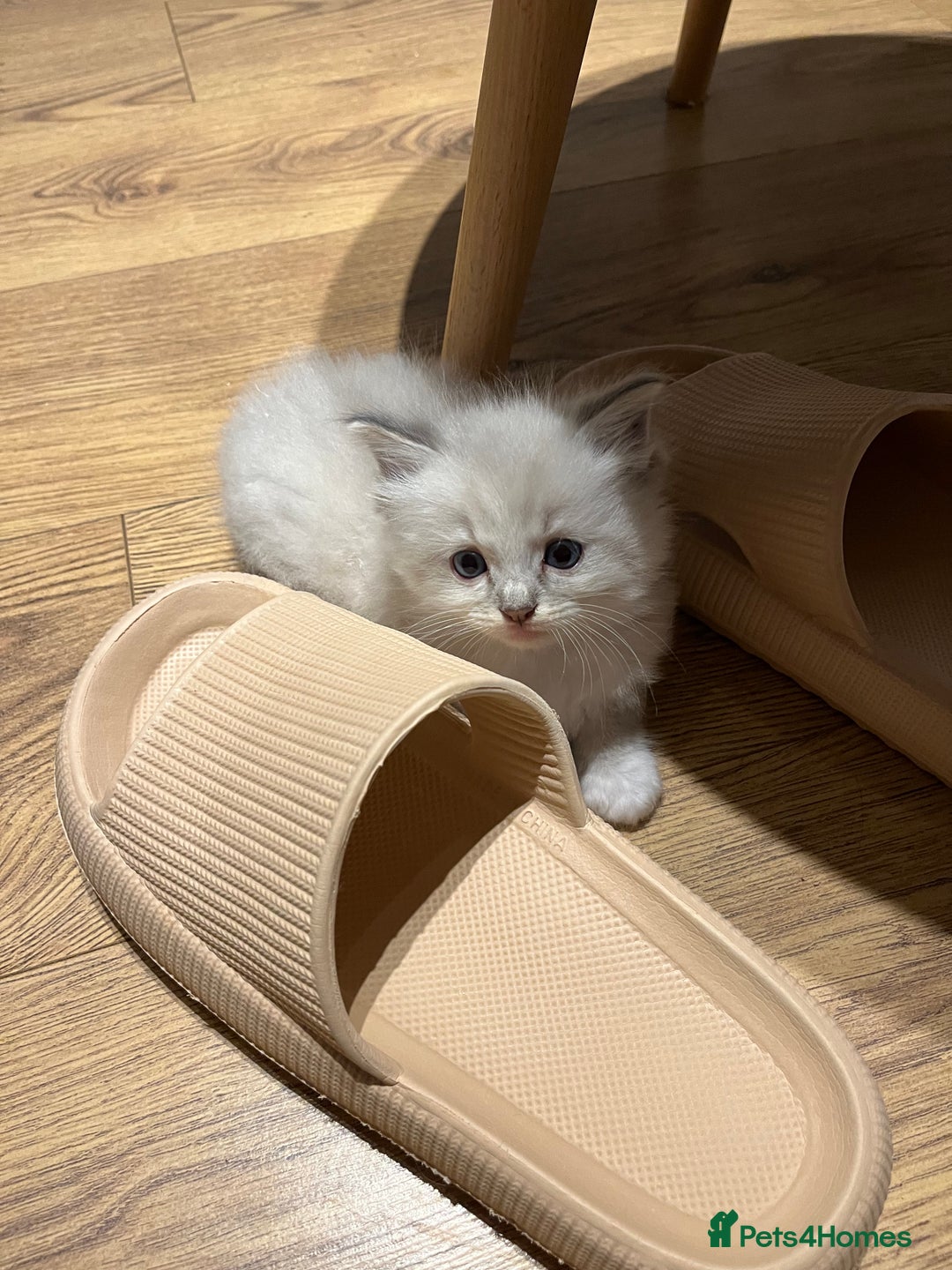 Ragdoll cats for sale: Adorable Ragdoll Kittens Ready for New Homes 🫧 - Image 6